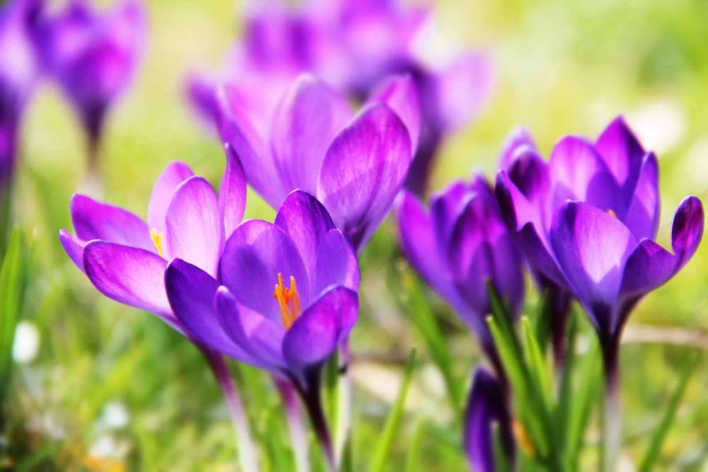 Read more about the article O primăvară minunată, cu raze de soare în suflet, cu sens și inspirație!